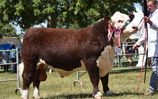 Hereford reigns supreme in beef rings at Royal Norfolk Show
