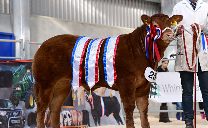 Bernish Valentine wins Northern Ireland Limousin Young Breeders' Club's Rising Stars Calf Show