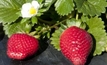 Strawberry fruit growers reject pesticide claim