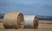  The AFIA is encouraging producers to plan for spring fodder production. Picture Mark Saunders.