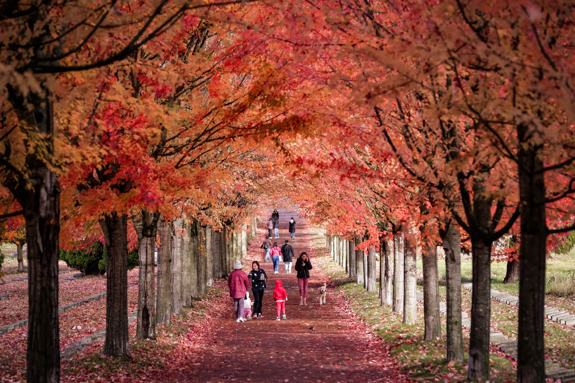 CANADA-VANCOUVER-AUTUMN FOLIAGE