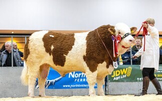Simmental Islavale Ringo leads bull trade at Thainstone