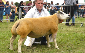 Large sheep entries led by Beltex at Garstang show