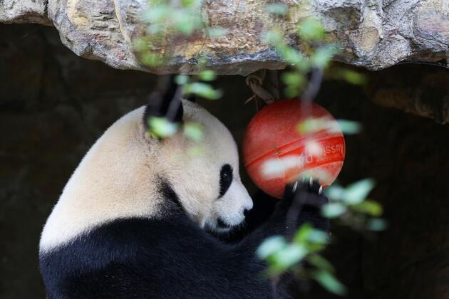 Album: Giant panda pair living in Adelaide, Australia