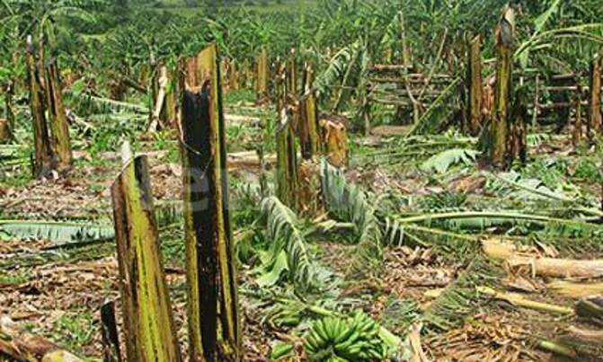 Chairman's plantation slashed over resident's death Chairman's plantation slashed over resident's death
