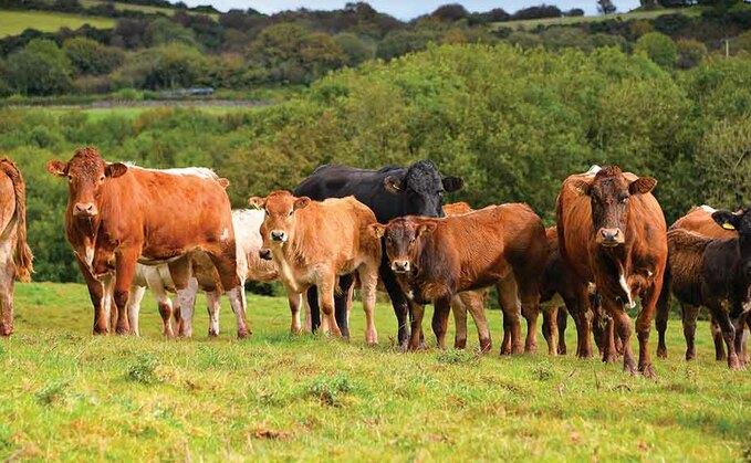 82-year-old walker trampled to death by a herd of cows protecting their calves