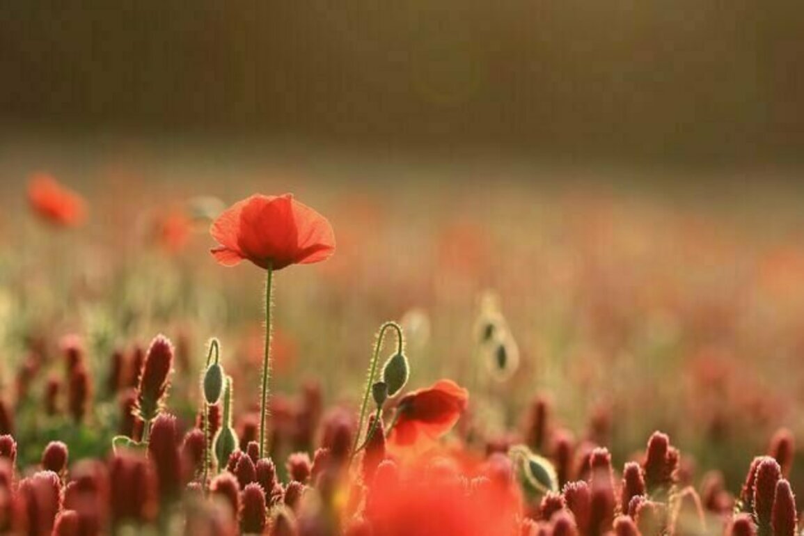 Australia and New Zealand are plagued by 'tall poppy syndrome'. But would a cure be worse than the disease?