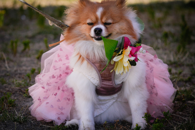 CANADA-VANCOUVER-DOG FASHION SHOW
