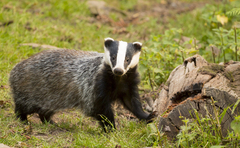 Badger cull to continue as part of Defra's bTB strategy