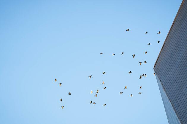 Opinion- Saving Minnesota birds starts with safer buildings