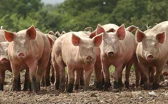Fears grow for domestic pig health as feral herds increase