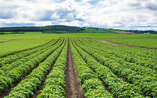 Thorough soil test will help to manage potato cyst nematode, growers told