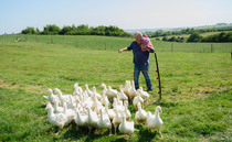 Clarkson's Farm Series 5 trailer released: farm tax protests, pub issues and personal health battles