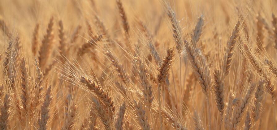 The band of possible yields ranged from 2.1t/ha to 3.2/ha. 