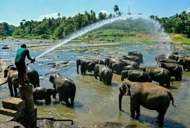 Sri Lanka's first elephant orphanage marks golden jubilee 