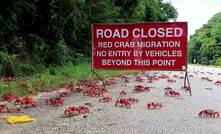 Christmas Island locals in their annual migration.
