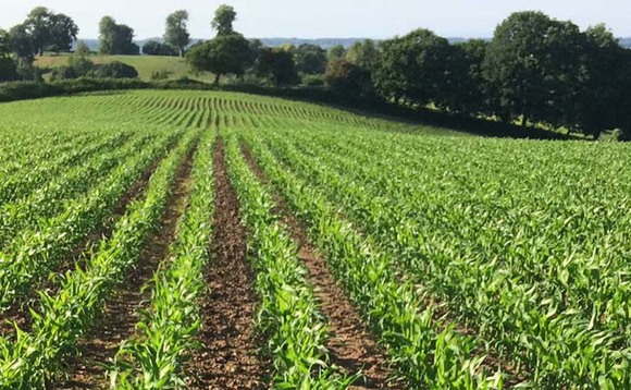Maximising maize yields using effective weed control strategies