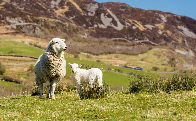 Welsh sheep and goat inventory reminder