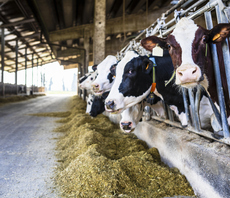 Three key strategies for transforming the beef industry