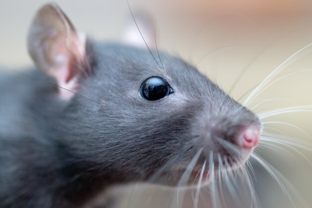 How we found a special maths equation hidden in rat whiskers