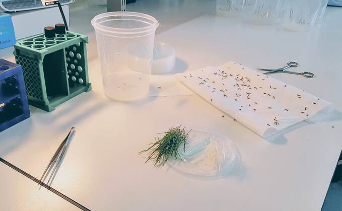  Study highlights why tri-allate has stood the test of time against black-grass