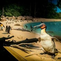 Dagger beaks and strong wings: new fossils rewrite the penguin story and affirm NZ as a cradle of their evolution