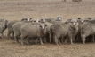 Sheep genomics research will create tender competitive meat