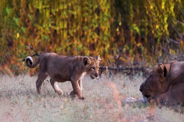 World Lion Day: Bhupender Yadav hails India's "remarkable journey" in lion conservation