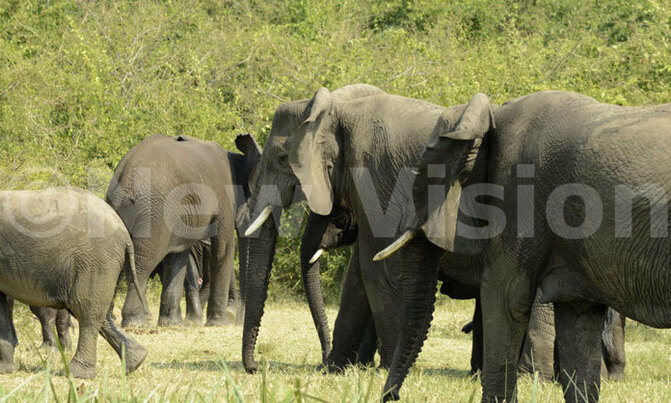 Elephant poaching 'costs Africa tourism $25m Elephant poaching 'costs Africa tourism $25m