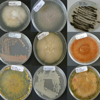 Marine fungi could help feed the world and fight disease
