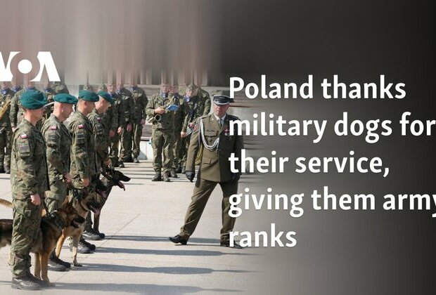 Poland thanks military dogs for their service, giving them army ranks