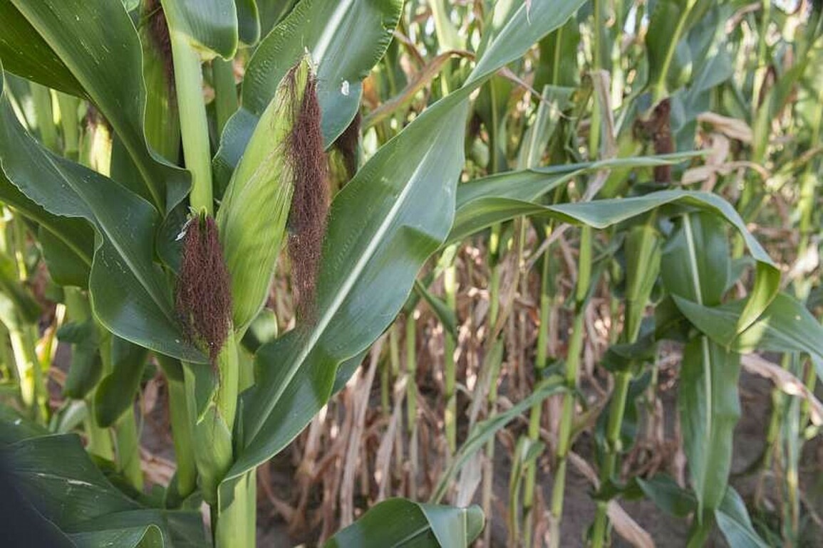 Arkansas farmers plan to plant more corn this year - Northwest Arkansas Democrat-Gazette
