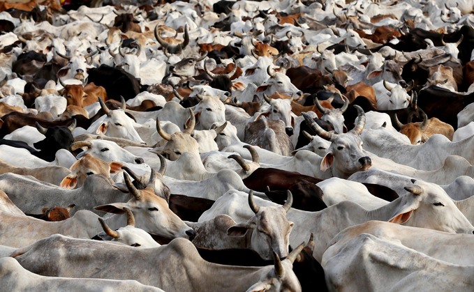 Indian dairy sector continues to develop