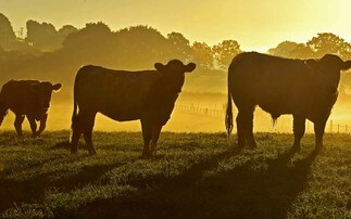 BSE detected at farm in Scotland