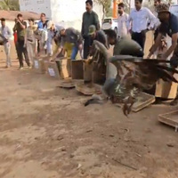 Madhya Pradesh advances vulture conservation, 6 captive breeding vultures released into natural habitat