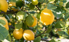 Miura closes €350m agri-food fund, builds on fruit platform