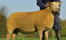 New Charollais female record set in Northern Ireland