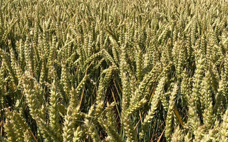 'Extraordinary' yield jump in the latest winter wheat Recommended List