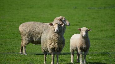 Around 75 per cent of US lamb imports are sourced from Australia. 