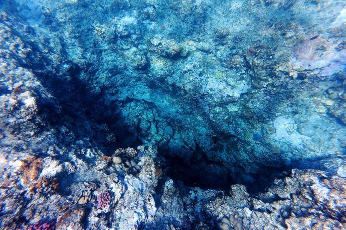 InPics | A glimpse into underwater ecosystem around China's Huangyan Dao