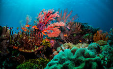 The economics of climate risk ignores the value of natural habitats