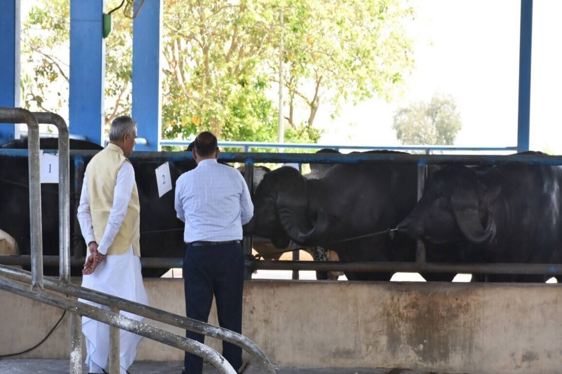 Gujarat: Livestock farmers tap sexed semen technology to ensure female calf births