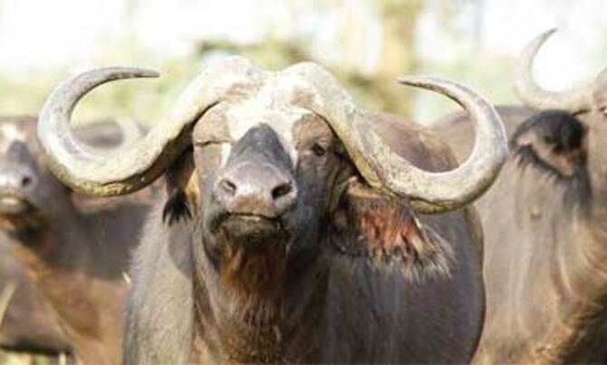 Kidepo Valley National Park marks 50 Kidepo Valley National Park marks 50