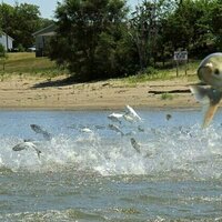 Invasive carp threaten the Great Lakes - and reveal a surprising twist in national politics