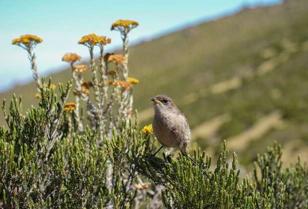 KENYA-MOUNT KENYA-NATIONAL PARK-VIEWS