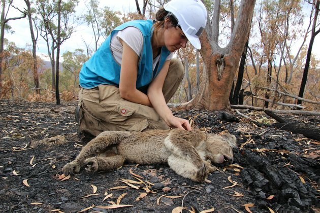 Cultural burning is safer for koalas and better for people too