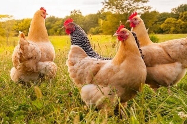 Alabama farm digesters show promise but leaks pose danger 