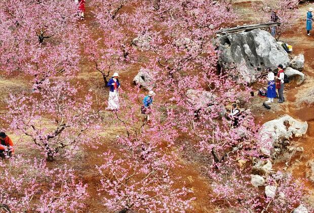 EcoChina|Flowers in full bloom attract visitors