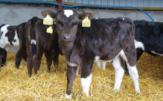 Delays and overspend on new cattle movement system could derail Defra's electronic ID plans