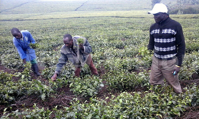 Bushenyi hailstorm ravages acres of food crops Bushenyi hailstorm ravages acres of food crops